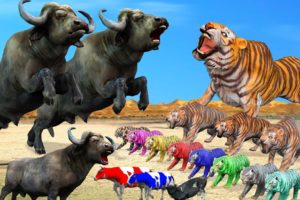 5 Zombie Tiger vs Giant Buffalos Animal Fight  Buffalos Save Cow Cartoon From Zombie Tigers baffalo