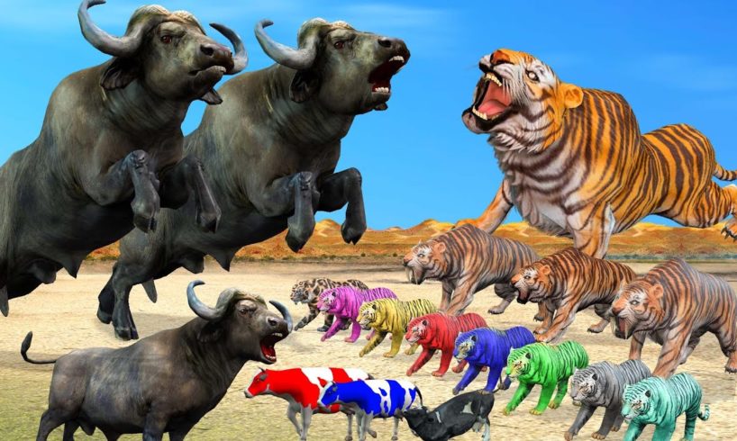 5 Zombie Tiger vs Giant Buffalos Animal Fight  Buffalos Save Cow Cartoon From Zombie Tigers baffalo