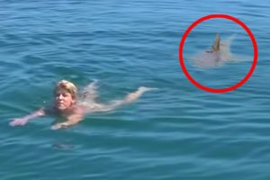 6 Shark Encounters You Won't Believe Happened