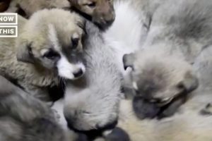 63 Puppies Rescued From Freezing Cold in Turkey #Shorts
