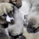 63 Puppies Rescued From Freezing Cold in Turkey #Shorts