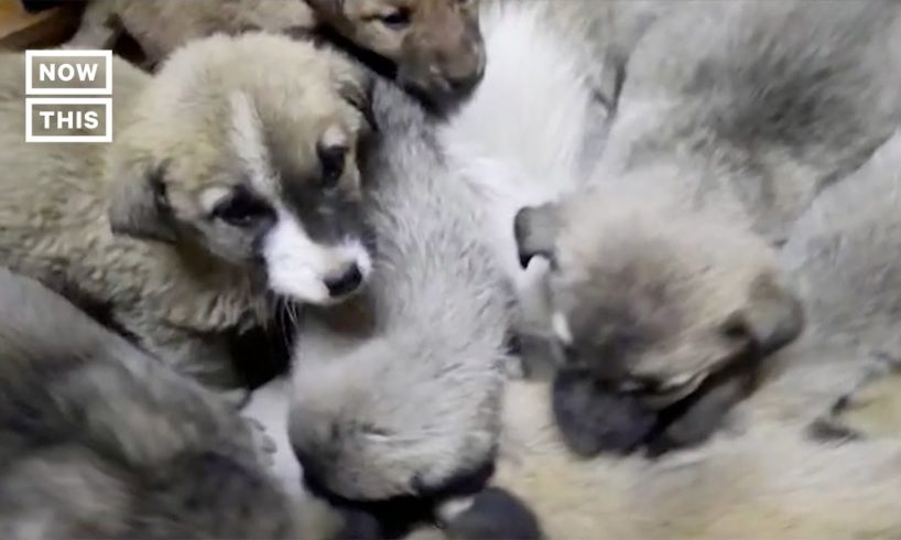 63 Puppies Rescued From Freezing Cold in Turkey #Shorts