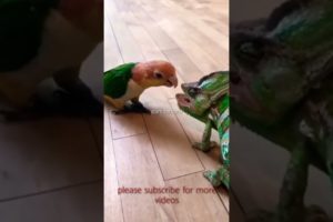 A Beautiful parrot fight / birds fight /animal fights #birdsstatus