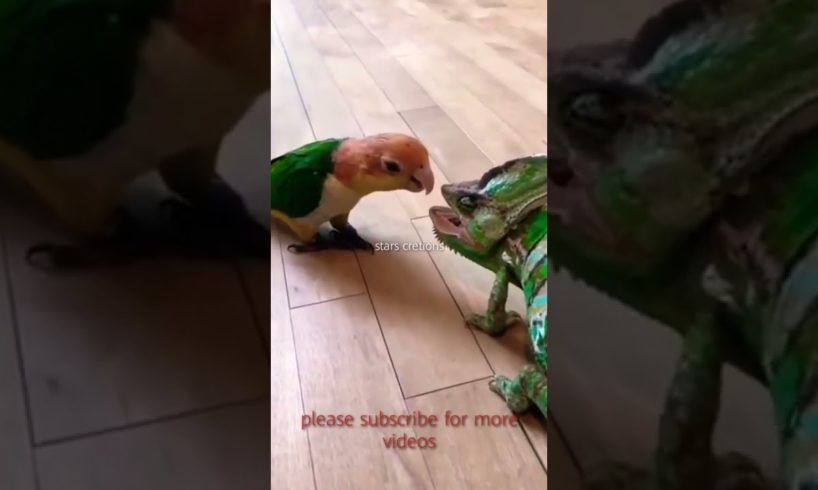 A Beautiful parrot fight / birds fight /animal fights #birdsstatus