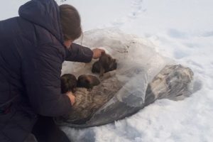 A Dog Family Was Abandoned In Plastic Bag In Freeze Cold Weather