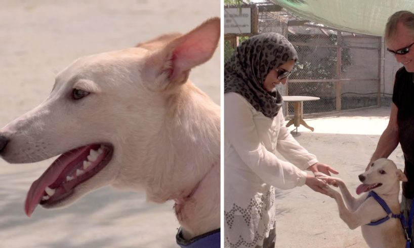 A Heartwarming Animal Rescue Story