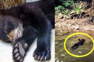 A Man Rescues A Drawing Bear Cub And Could Not Imagine How The Bear Sow Would Thank Him For This.