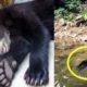 A Man Rescues A Drawing Bear Cub And Could Not Imagine How The Bear Sow Would Thank Him For This.