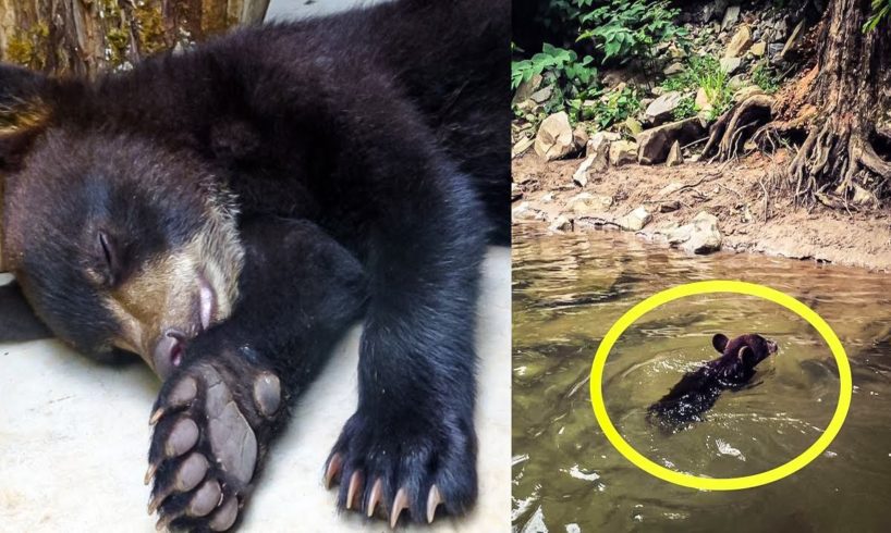 A Man Rescues A Drawing Bear Cub And Could Not Imagine How The Bear Sow Would Thank Him For This.