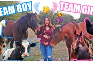 ALL MY PETS GUESS MY BABY'S GENDER!!!