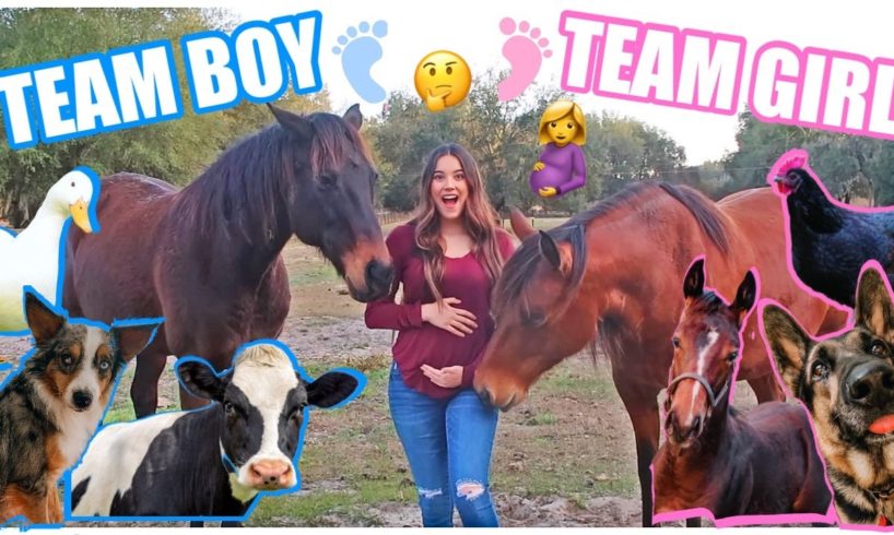 ALL MY PETS GUESS MY BABY'S GENDER!!!