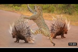 AMAZING ANIMALS - Hedgehog Animals Invincible When Facing Predators|discovery Wild animal fights