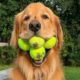 ANIMALS just love to PLAY WITH A BALL - The FUNNIEST VIDEOS