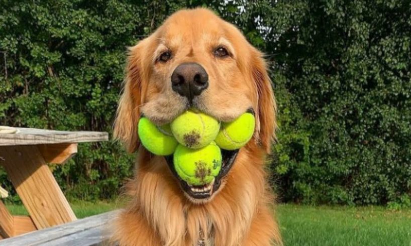ANIMALS just love to PLAY WITH A BALL - The FUNNIEST VIDEOS