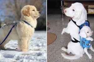 AWW CUTE BABY ANIMALS Videos Compilation cutest moment of the animals 2020 - Soo Cute! #47