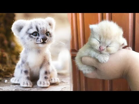 AWW SO CUTE! Cutest baby animals Videos Compilation Cute moment of the Animals - Cutest Animals #49
