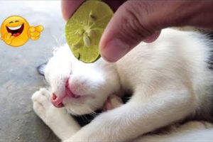 AWW SO Cute Puppies Doing Funny Things -Funniest Cats and Dogs 🐱🐶