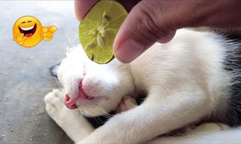 AWW SO Cute Puppies Doing Funny Things -Funniest Cats and Dogs 🐱🐶