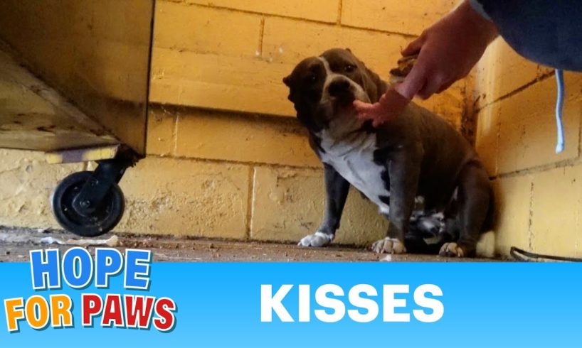 Abandoned Pit Bull finds refuge in a trash room behind a dumpster 💔