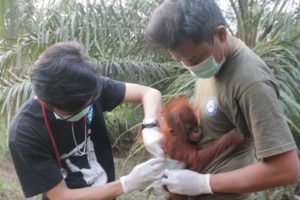 Adorable Baby Orangutan Rescued