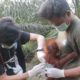 Adorable Baby Orangutan Rescued