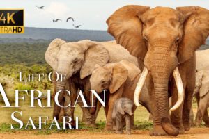 Africa Wildlife In 4K - The Life Of Animals In African Safari | Scenic Relaxation Film
