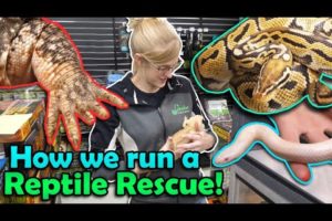 All about our Reptile Rescue Program!