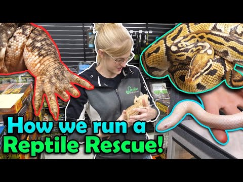 All about our Reptile Rescue Program!