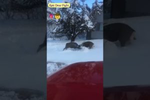 Amazing Deer Fight | Wild Animals Fights Caught on Camera | Dear Fighting in Front Yard | #Shorts