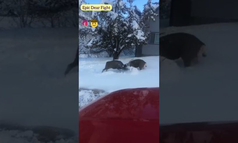 Amazing Deer Fight | Wild Animals Fights Caught on Camera | Dear Fighting in Front Yard | #Shorts
