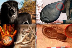 Amazing Wildlife & Mysterious Discoveries! | ORIGINS EXPLAINED COMPILATION 19