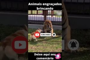 Animais engraçados brincando/funny animals playing #shorts