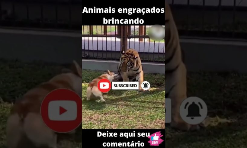 Animais engraçados brincando/funny animals playing #shorts