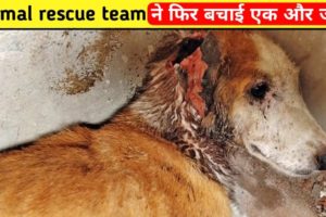 Animal rescue team ने फिर बचाई एक और जान | dog rescue | unbelievable animal rescues #shorts