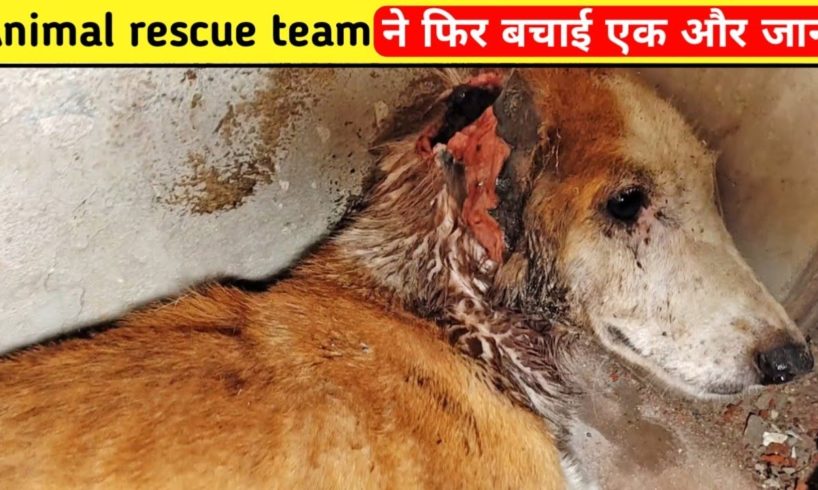 Animal rescue team ने फिर बचाई एक और जान | dog rescue | unbelievable animal rescues #shorts
