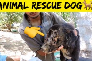 Animal rescue team ने बचा ली एक मासूम की जान🥺| Animal rescue team #shorts #abwillpower@DD Facts