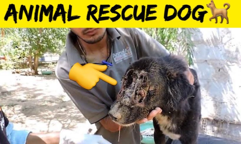 Animal rescue team ने बचा ली एक मासूम की जान🥺| Animal rescue team #shorts #abwillpower@DD Facts