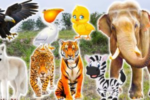 Animal sounds: elephant, giraffe, tiger, zebra, wolf, cow - Familiar animals - Part 15