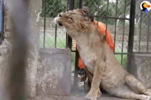 Animals Left To STARVE At Zoo Experience Love for the First Time | The Dodo