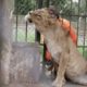 Animals Left To STARVE At Zoo Experience Love for the First Time | The Dodo