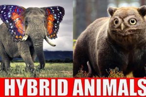 Animals That Don't Exist - Hybrid Animals
