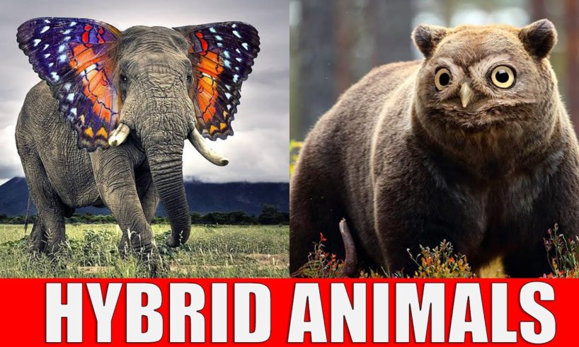 Animals That Don't Exist - Hybrid Animals