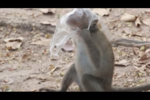 Asian Animal| Funny Monkey babies - Baby monkey playing, Part 3
