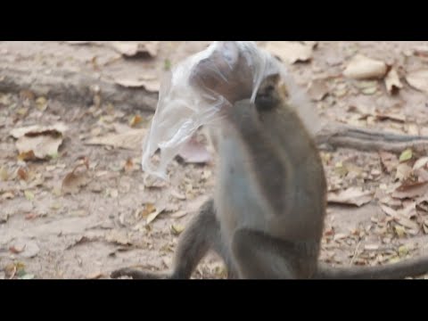 Asian Animal| Funny Monkey babies - Baby monkey playing, Part 3