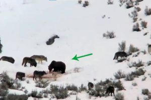 BEAR BRAVELY DEFENDS ITSELF AGAINST THE WOLF PACK|CRAZY ANIMAL FIGHTS CAUGHT ON CAMERA. ANIMAL FACTS