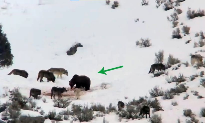 BEAR BRAVELY DEFENDS ITSELF AGAINST THE WOLF PACK|CRAZY ANIMAL FIGHTS CAUGHT ON CAMERA. ANIMAL FACTS