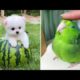 Baby Animals 🔴 Funny Cats and Dogs Videos Compilation #6| 30 Minutes of Cute animals and BiBi monkey
