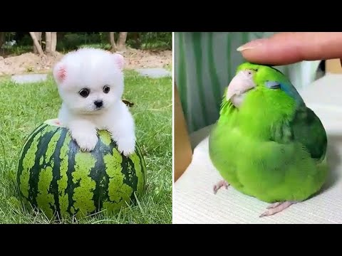 Baby Animals 🔴 Funny Cats and Dogs Videos Compilation #6| 30 Minutes of Cute animals and BiBi monkey