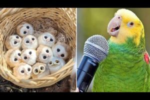 Baby Animals 🔴 Funny Parrots and Cute Birds Compilation (2021) Loros Adorables Recopilación #37