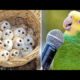 Baby Animals 🔴 Funny Parrots and Cute Birds Compilation (2021) Loros Adorables Recopilación #37